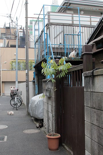 街のねこたち