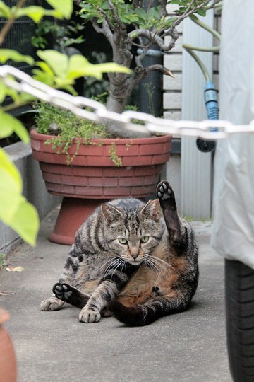 街のねこたち