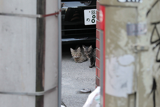 街のねこたち
