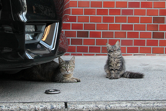 街のねこたち
