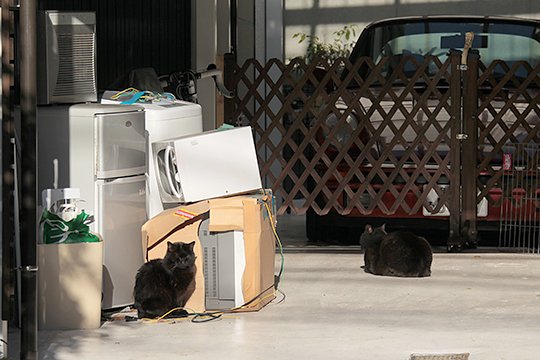 街のねこたち