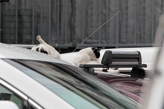 街のねこたち