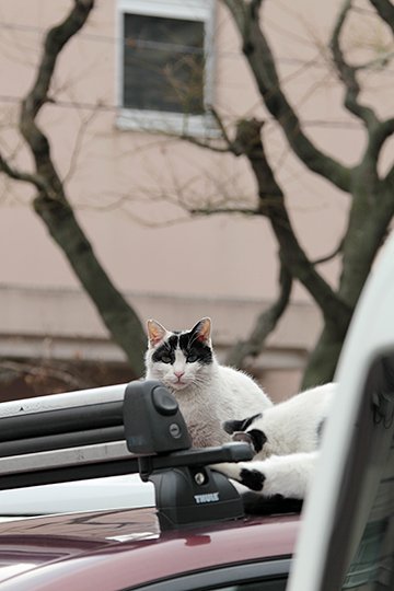 街のねこたち