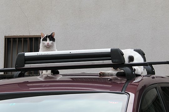 街のねこたち