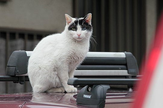 街のねこたち