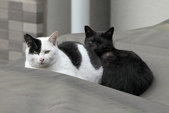 街のねこたち