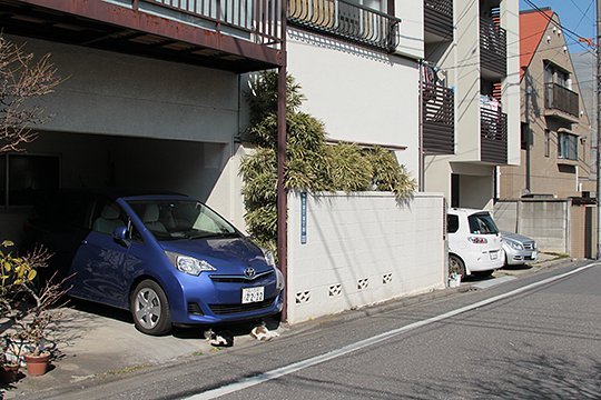 街のねこたち