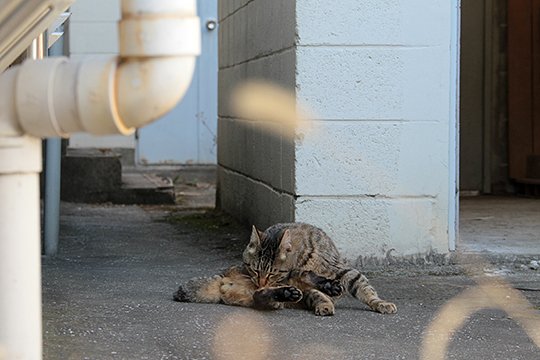 街のねこたち