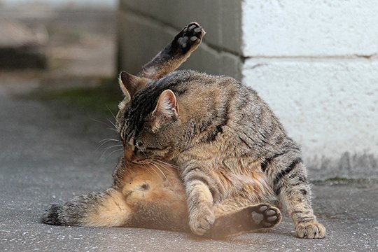 街のねこたち