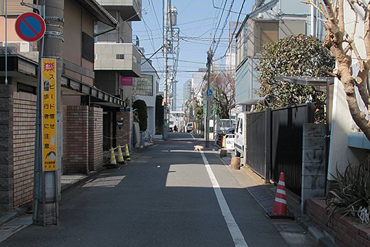 街のねこたち