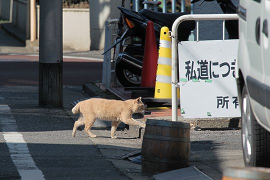 街のねこたち