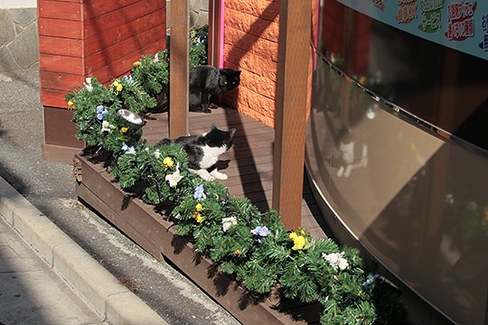 街のねこたち