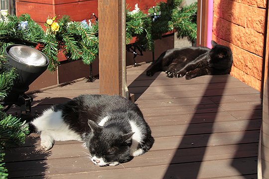 街のねこたち