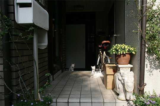街のねこたち