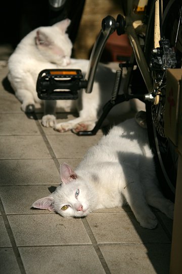 街のねこたち