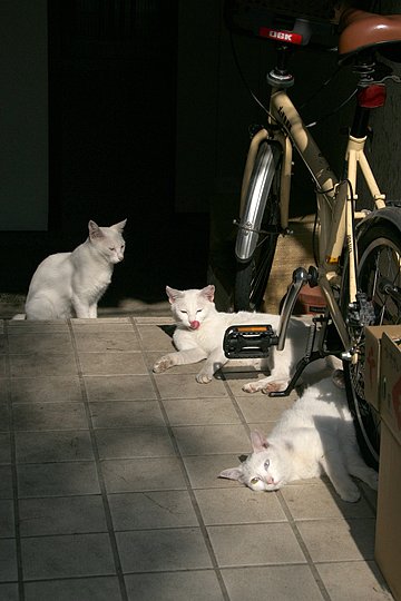 街のねこたち
