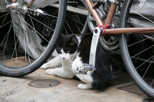 街のねこたち