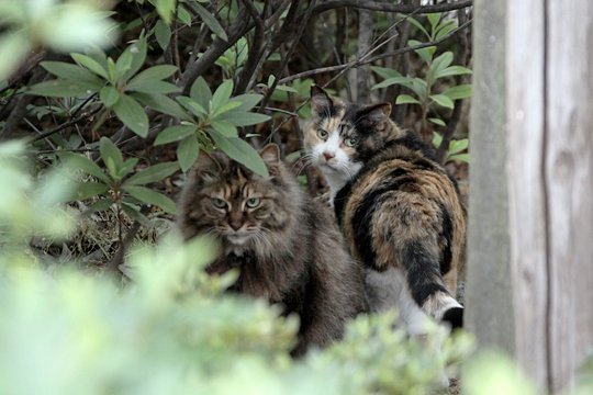 街のねこたち