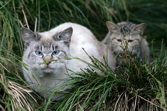 街のねこたち