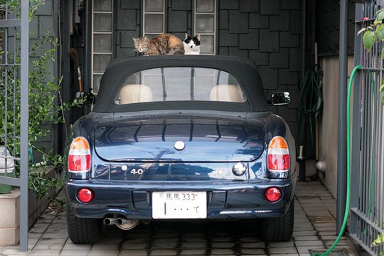 街のねこたち