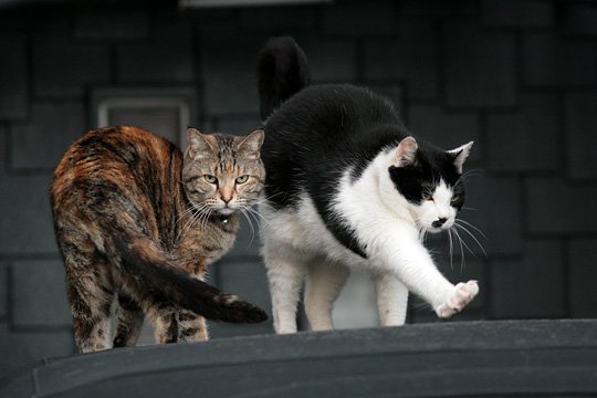 街のねこたち