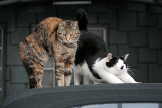 街のねこたち