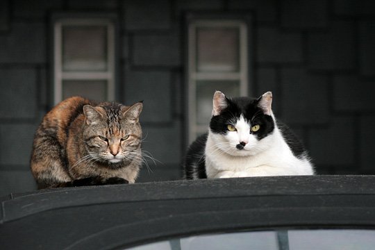 街のねこたち