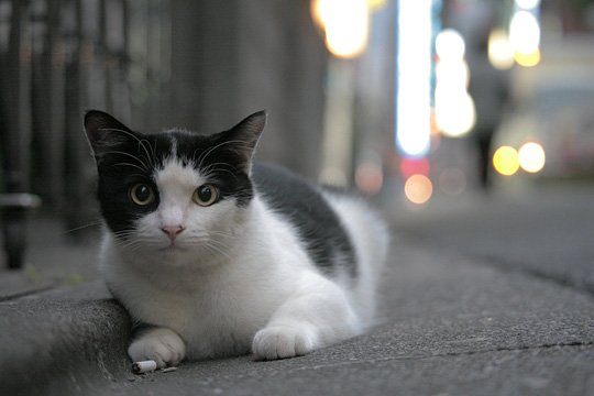 街のねこたち
