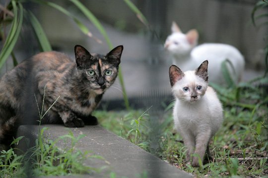 街のねこたち