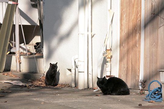 街のねこたち