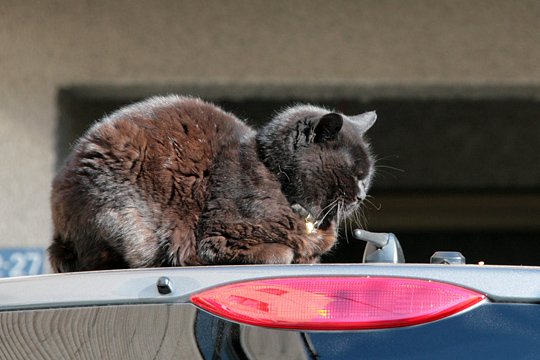 街のねこたち