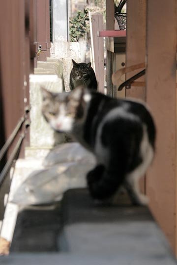 街のねこたち