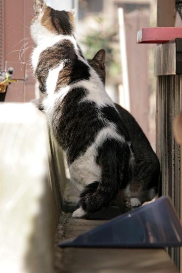 街のねこたち