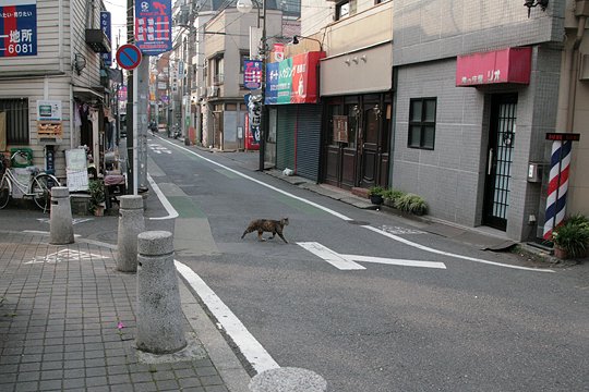街のねこたち