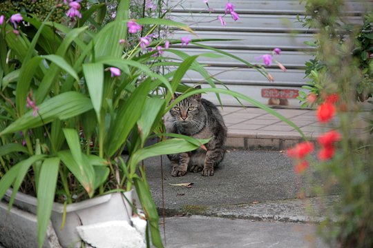 街のねこたち