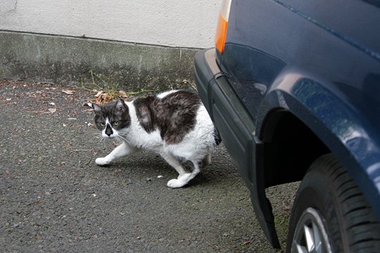 街のねこたち