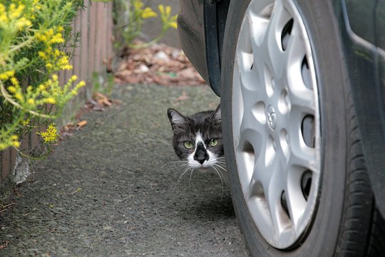 街のねこたち