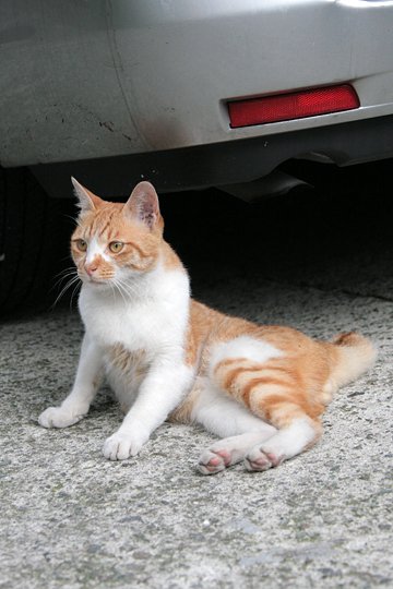 街のねこたち