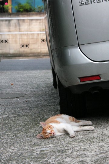 街のねこたち