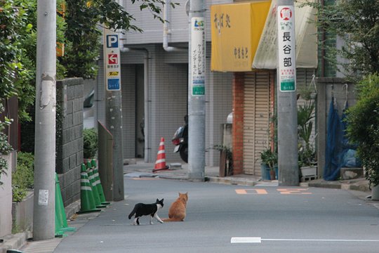 街のねこたち