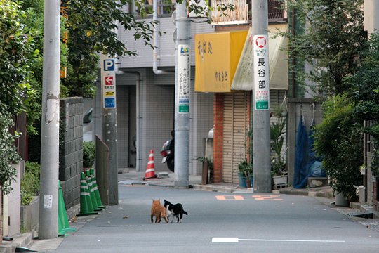 街のねこたち
