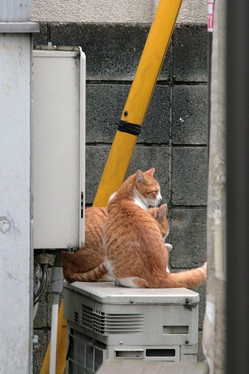 街のねこたち