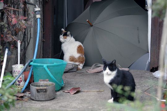 街のねこたち