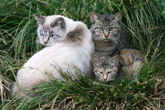 街のねこたち