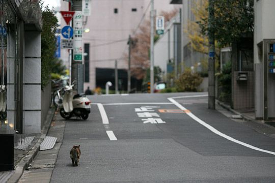 街のねこたち