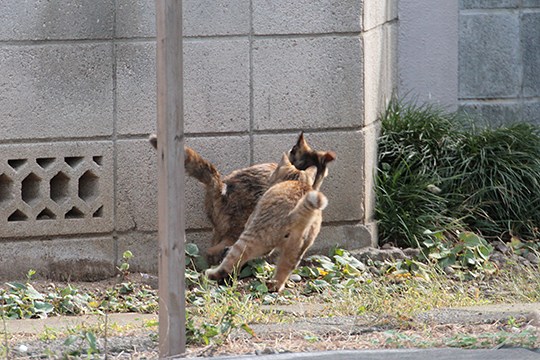 街のねこたち