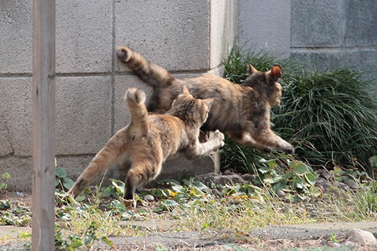街のねこたち
