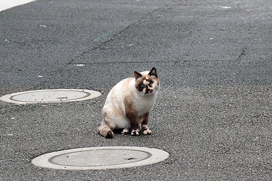 街のねこたち