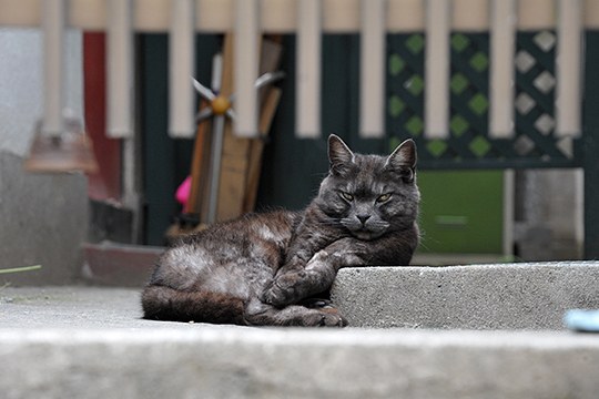 街のねこたち