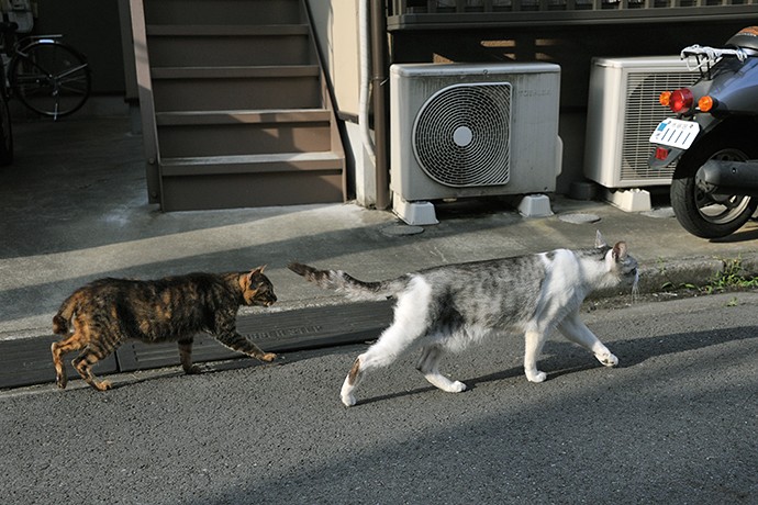街のねこたち